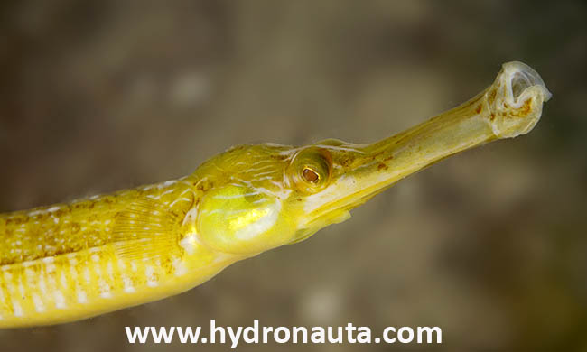 Syngnathus acus